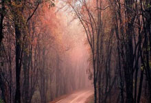 本赛季国王杯半决赛已经打进17球，为历史第四次.